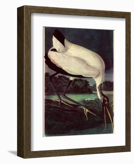 Wood Ibis-John James Audubon-Framed Giclee Print