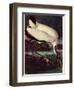 Wood Ibis-John James Audubon-Framed Giclee Print