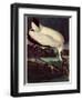 Wood Ibis-John James Audubon-Framed Giclee Print