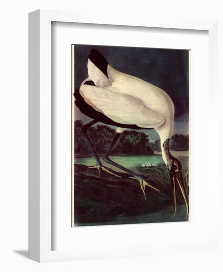 Wood Ibis-John James Audubon-Framed Giclee Print