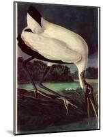 Wood Ibis-John James Audubon-Mounted Giclee Print
