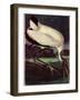 Wood Ibis-John James Audubon-Framed Giclee Print