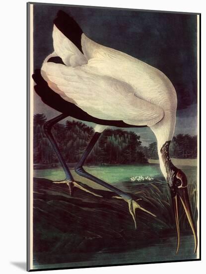 Wood Ibis-John James Audubon-Mounted Giclee Print