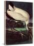 Wood Ibis-John James Audubon-Stretched Canvas