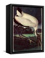 Wood Ibis-John James Audubon-Framed Stretched Canvas