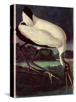 Wood Ibis-John James Audubon-Stretched Canvas