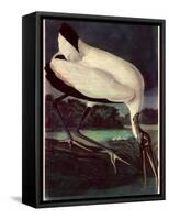 Wood Ibis-John James Audubon-Framed Stretched Canvas