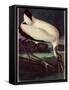 Wood Ibis-John James Audubon-Framed Stretched Canvas