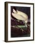 Wood Ibis-John James Audubon-Framed Premium Giclee Print