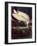 Wood Ibis-John James Audubon-Framed Premium Giclee Print