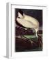 Wood Ibis-John James Audubon-Framed Premium Giclee Print
