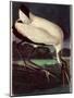 Wood Ibis-John James Audubon-Mounted Premium Giclee Print