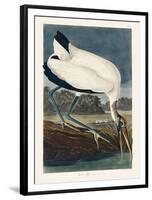 Wood Ibiss-John James Audubon-Framed Stretched Canvas
