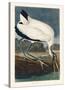 Wood Ibiss-John James Audubon-Stretched Canvas