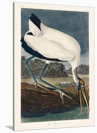 Wood Ibiss-John James Audubon-Stretched Canvas