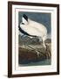 Wood Ibiss-John James Audubon-Framed Giclee Print