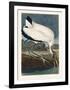 Wood Ibiss-John James Audubon-Framed Giclee Print