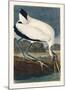 Wood Ibiss-John James Audubon-Mounted Giclee Print