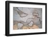 Wood Image-WizData-Framed Photographic Print