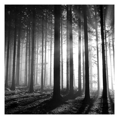 'Wood Light' Print - PhotoINC Studio | AllPosters.com