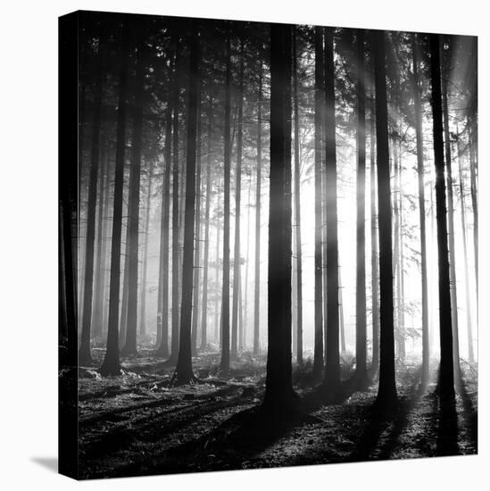 Wood Light-null-Stretched Canvas