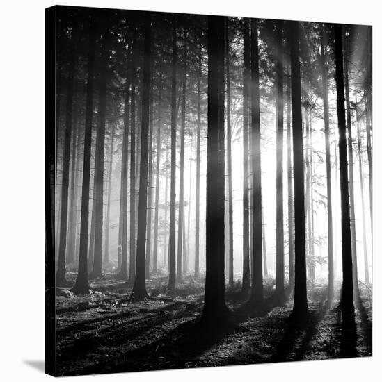 Wood Light-null-Stretched Canvas