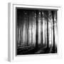 Wood Light-null-Framed Premium Photographic Print