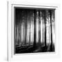 Wood Light-null-Framed Photographic Print