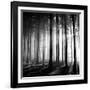 Wood Light-null-Framed Photographic Print