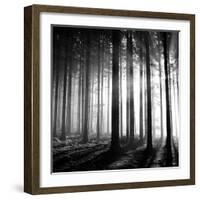 Wood Light-null-Framed Photographic Print