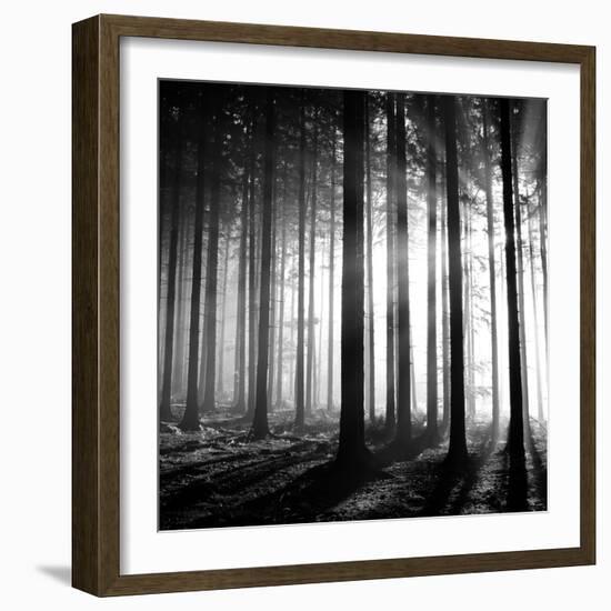 Wood Light-null-Framed Photographic Print