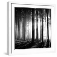 Wood Light-null-Framed Photographic Print