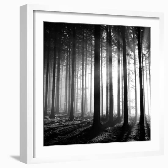 Wood Light-null-Framed Photographic Print
