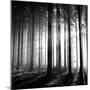 Wood Light-null-Mounted Photographic Print