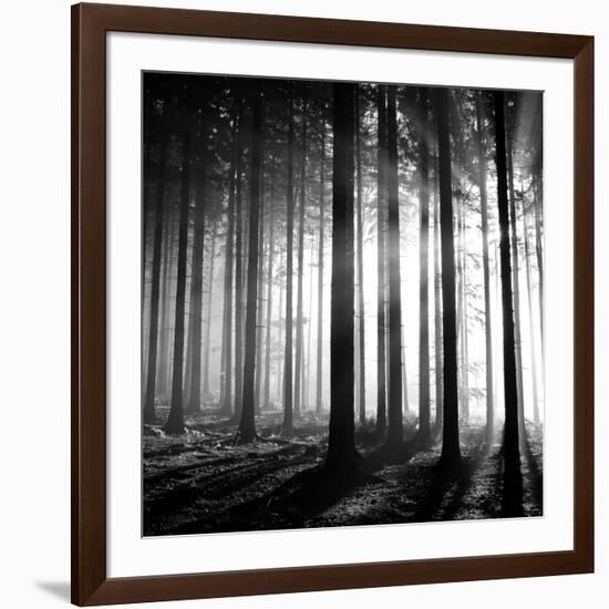 Wood Light-null-Framed Photographic Print