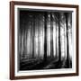 Wood Light-null-Framed Photographic Print