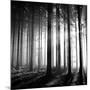 Wood Light-null-Mounted Photographic Print