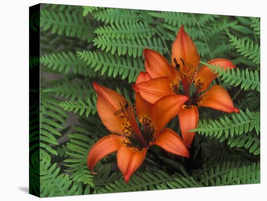 Wood Lilies in Ferns, Bruce Peninsula National Park, Canada-Claudia Adams-Stretched Canvas