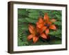 Wood Lilies in Ferns, Bruce Peninsula National Park, Canada-Claudia Adams-Framed Premium Photographic Print