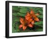 Wood Lilies in Ferns, Bruce Peninsula National Park, Canada-Claudia Adams-Framed Premium Photographic Print