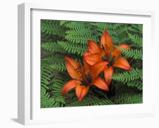 Wood Lilies in Ferns, Bruce Peninsula National Park, Canada-Claudia Adams-Framed Premium Photographic Print