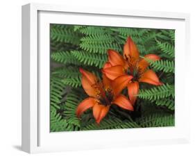 Wood Lilies in Ferns, Bruce Peninsula National Park, Canada-Claudia Adams-Framed Premium Photographic Print