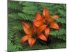 Wood Lilies in Ferns, Bruce Peninsula National Park, Canada-Claudia Adams-Mounted Premium Photographic Print