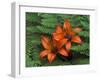 Wood Lilies in Ferns, Bruce Peninsula National Park, Canada-Claudia Adams-Framed Photographic Print