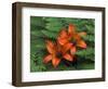 Wood Lilies in Ferns, Bruce Peninsula National Park, Canada-Claudia Adams-Framed Photographic Print