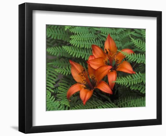 Wood Lilies in Ferns, Bruce Peninsula National Park, Canada-Claudia Adams-Framed Photographic Print