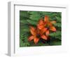 Wood Lilies in Ferns, Bruce Peninsula National Park, Canada-Claudia Adams-Framed Photographic Print