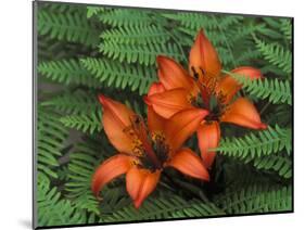 Wood Lilies in Ferns, Bruce Peninsula National Park, Canada-Claudia Adams-Mounted Photographic Print