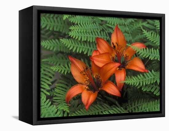 Wood Lilies in Ferns, Bruce Peninsula National Park, Canada-Claudia Adams-Framed Stretched Canvas