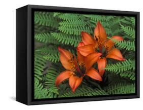 Wood Lilies in Ferns, Bruce Peninsula National Park, Canada-Claudia Adams-Framed Stretched Canvas